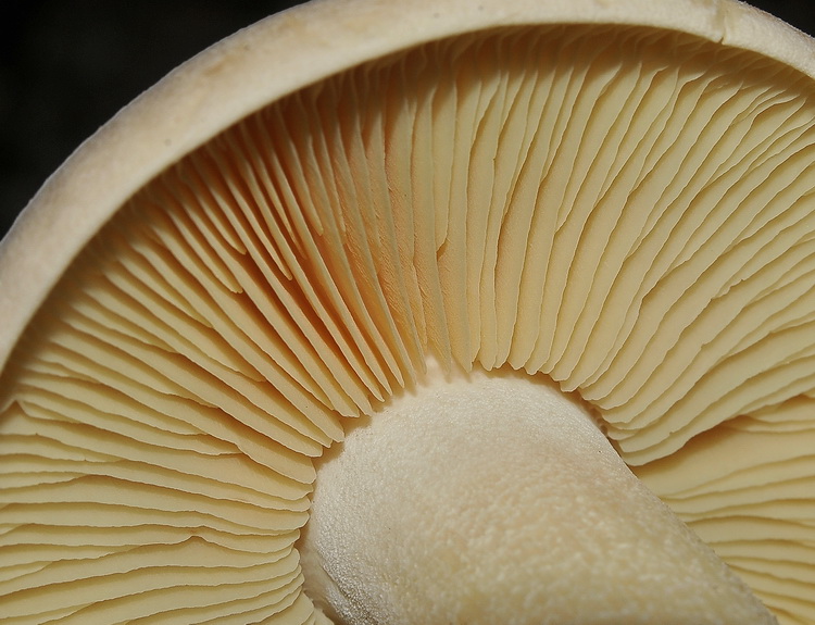 Entoloma lividum